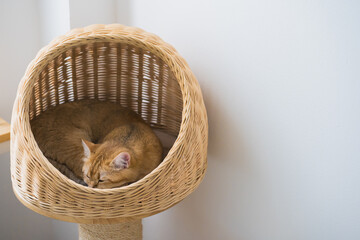 pet care concept with british cat sleep in cat house - obrazy, fototapety, plakaty