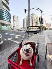One dog pug old puppy have fun alone in dog walking activity inside a little red cart transport...