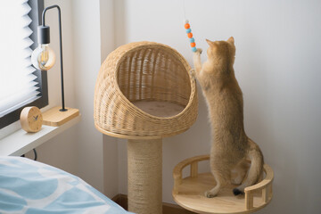 pet care concept with british cat relax and play cat toy