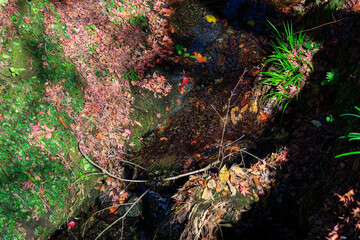 紅葉の浮かぶせせらぎ。
Floating streams of autumn...