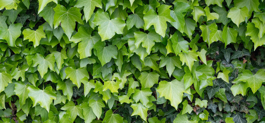 Green Ivy leaves wall background.