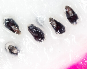 Seeds on dragon fruit pulp as background. Macro
