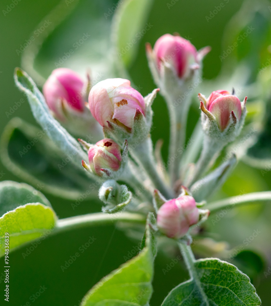 Sticker flowers on an apple tree in spring. close-up