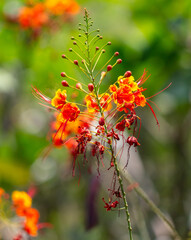 Red flowers on a tree. Nature in the tropics