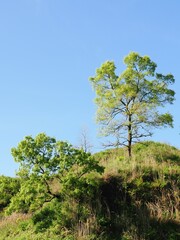 Obraz premium 新緑