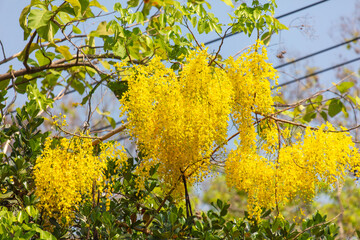 Obraz premium Beautiful yellow flowers on a tree in the tropics