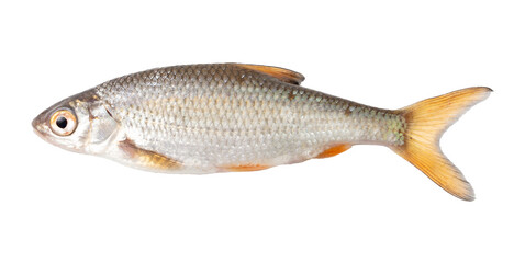 Close up of roach fish isolated on white background