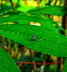 Mosquito Subordo Nematocera Above the Foliage