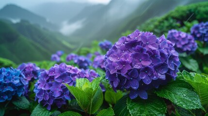Aerial View of Serene Blossoming Hydrangea Garden in Vibrant Shades of Pink, Purple, Blue, and Green