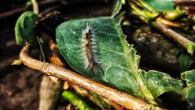 Avocado attacker pest Cricula Trisfenestrata