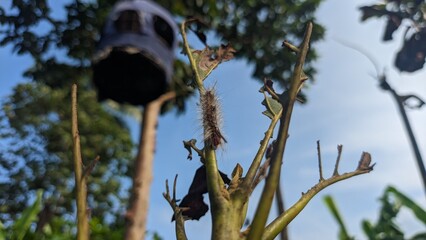 Avocado attacker pest Cricula Trisfenestrata