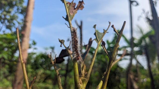 Avocado attacker pest Cricula Trisfenestrata