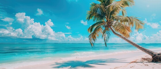 A palm tree is on a beach with a clear blue sky