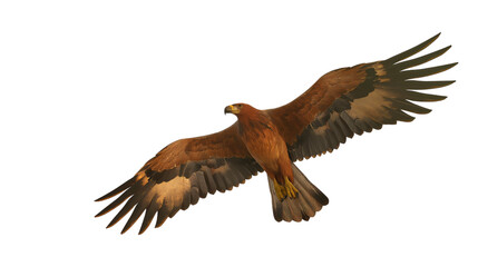 red tailed eagle transparent png cutout