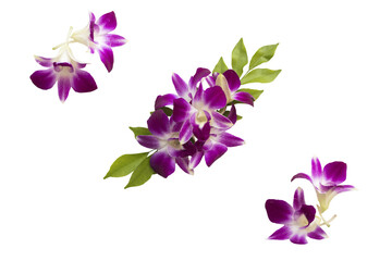 purple flowers orchids local flora arrangement flat lay postcard style 