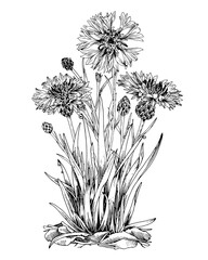 Cornflower Vector outline illustration. Hand drawn clipart of medicinal Flowers and herbs. Black line art of summer plant. Knapweeds in the grass. Drawing on white background. Vintage floral print