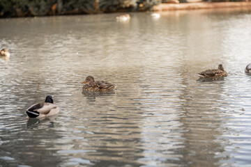 Female Mallard Duck Swimming in Pond