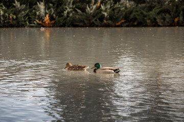 Male and Female Mallard Duck Swimming Together
