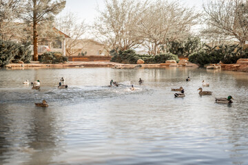 Big Group of Ducks Swimming in Local Duck Pond