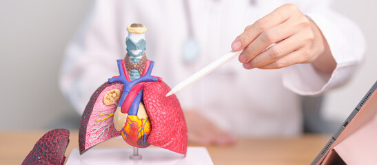 Doctor point Lung anatomy for Disease. Lung Cancer, Asthma, Chronic Obstructive Pulmonary or COPD,...