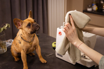 A female French Bulldog in leopard's spots sits on the table and looks at her new light hoodie. A...