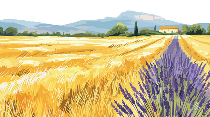 Obraz premium Yellow wheat field and lavender field in Valensole 