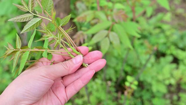 Picking fresh toon in spring