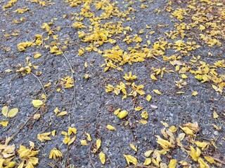 Image of yellow flower petals on the road surface