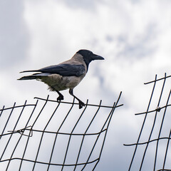 A Gray Crow on a Fence