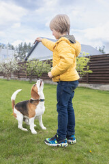 young boy on a walk with his beagle dog, teaching him commands. Have fun with your beloved pet. The pet listens to the child while sitting on the grass