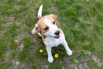 portrait of a happy cheerful healthy young beagle dog. The dog sits and seems to be smiling. Faithful friend, beloved pet. Walks