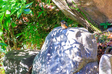 柳原新池で魚を狩っていた、美しいカワセミ（カワセミ科）。
A beautiful kingfisher (family Lacertidae) hunting for fish at Yanaiharashi Pond.

1180年創建の関東屈指の神社、鶴岡八幡宮。
鎌倉幕府の総鎮守です。

日本国神奈川県鎌倉市にて。
2021年12月19日撮影。

Tsurugaoka Hachimangu 