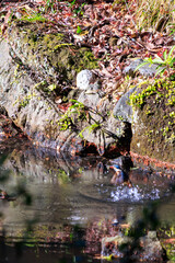 柳原新池で魚を狩っていた、美しいカワセミ（カワセミ科）。
A beautiful kingfisher (family Lacertidae) hunting for fish at Yanaiharashi Pond.

1180年創建の関東屈指の神社、鶴岡八幡宮。
鎌倉幕府の総鎮守です。

日本国神奈川県鎌倉市にて。
2021年12月19日撮影。

Tsurugaoka Hachimangu 