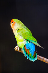 Portrait of a Fischer's lovebird against a black background. Agapornis fischeri. Small colorful...