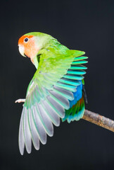 Portrait of a Fischer's lovebird against a black background. Agapornis fischeri. Small colorful parrot.
.
