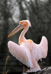 Portrait of a Great White Pelican in nature. Pelecanus onocrotalus.
