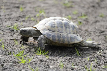 Portrait of a turtle on a barren ground.
