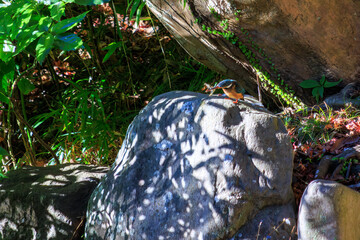 柳原新池で魚を狩っていた、美しいカワセミ（カワセミ科）。
A beautiful kingfisher (family Lacertidae) hunting for fish at Yanaiharashi Pond.

1180年創建の関東屈指の神社、鶴岡八幡宮。
鎌倉幕府の総鎮守です。

日本国神奈川県鎌倉市にて。
2021年12月19日撮影。

Tsurugaoka Hachimangu 