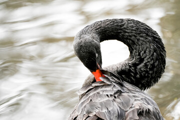 Portrait of a black swan on the water. Water bird in natural environment. Cygnus atratus.
