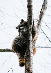 Fototapeta na wymiar Raccoon in the tree. Animal in natural environment. Procyon lotor. 