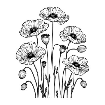 line art poppy bouquet of flowers