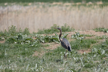Fototapeta premium heron bird