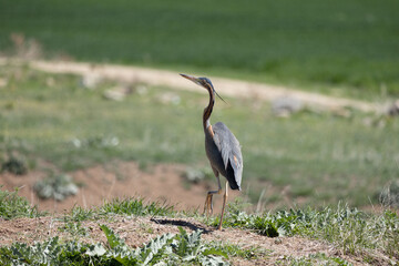 heron bird