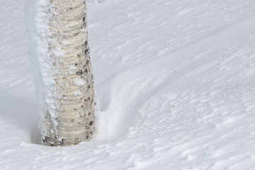 Birch tree trunk surrounded by fresh white snow © Alexandra Scotcher