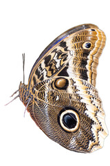 A stunning Morpho butterfly reveals the intricate patterns and eye spot on its wings, showcasing...