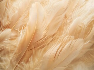 Boho minimalism, Feather beige color with warm tones