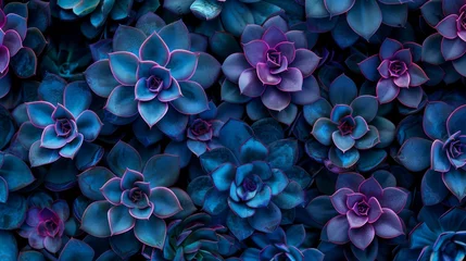 Deurstickers   A tight shot of a collection of purple and blue succulents, their uppermost parts adorned with green foliage © Mikus