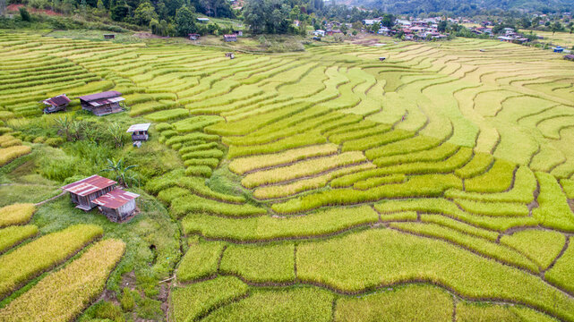 Aerial view of paddy terrace at Tambunan, Sabah.