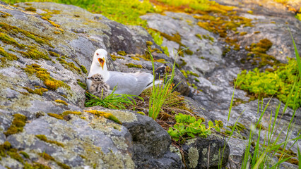 A pair of seagulls nestle among the rocks and moss along the rugged coast of Scandinavia, possibly engaged in nesting behavior.