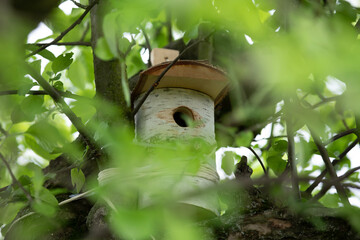 Birdhouse on a tree in the forest. Birdhouse in nature.